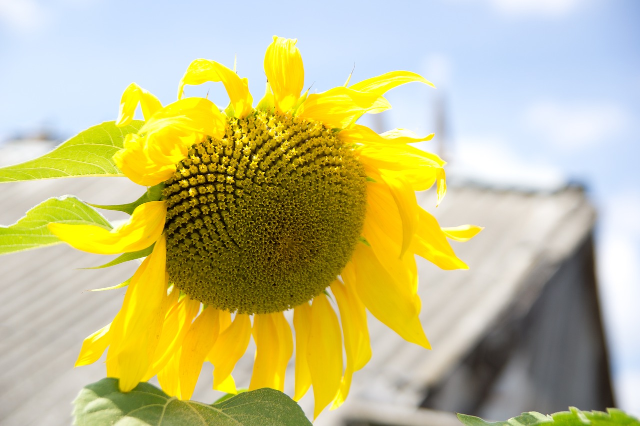 sunflower village dacha free photo