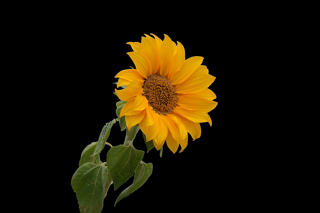 sunflower flower yellow free photo