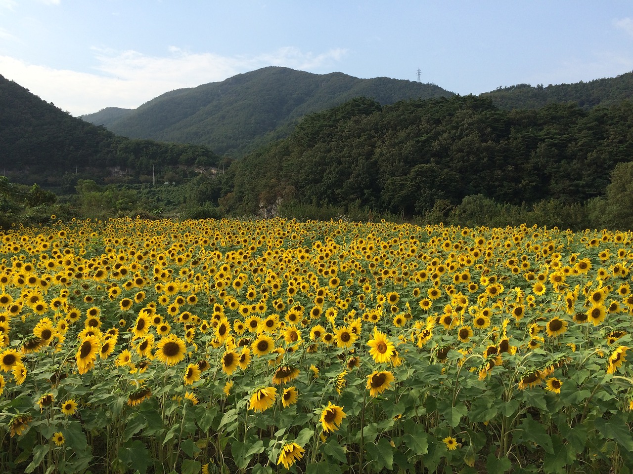 sunflower flowers nature free photo