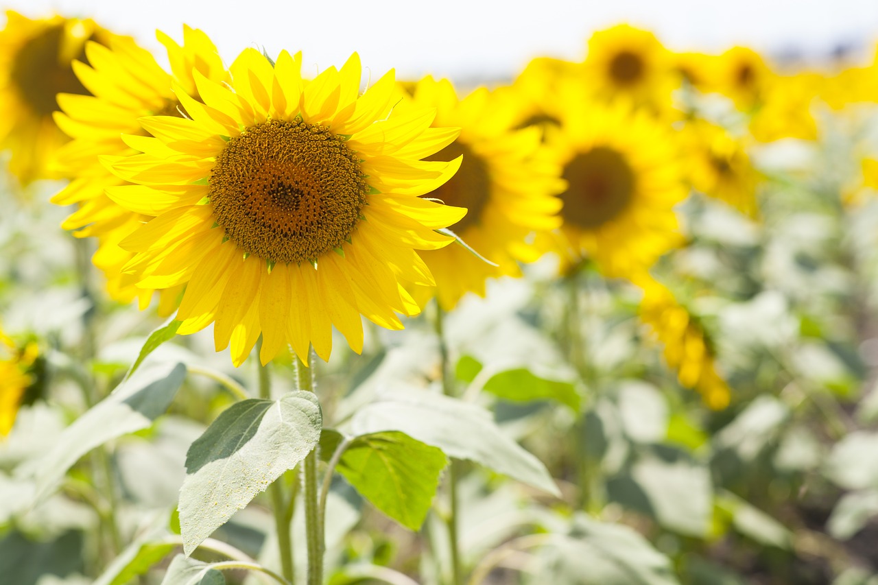 sunflower yellow beautiful free photo