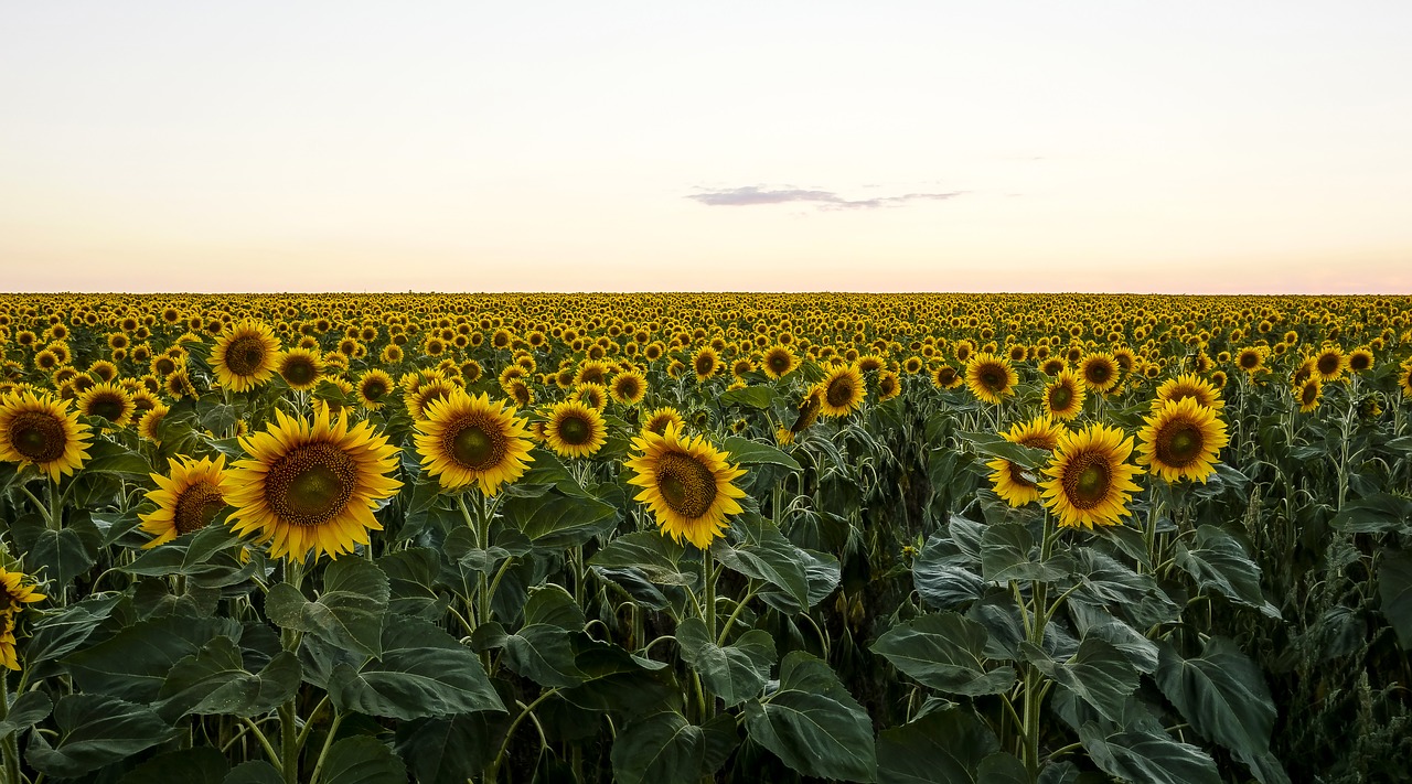 sunflower field evening free photo