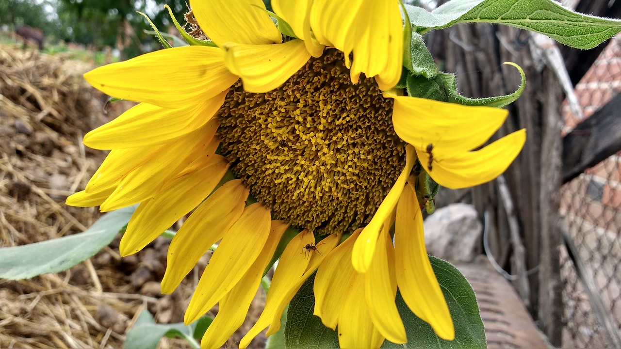 sunflower sunflower blooming blossom free photo