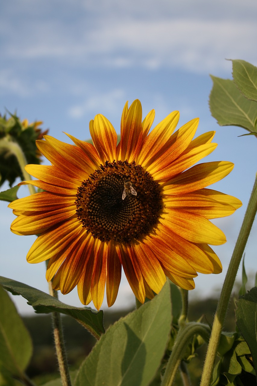 sunflower bee flower free photo