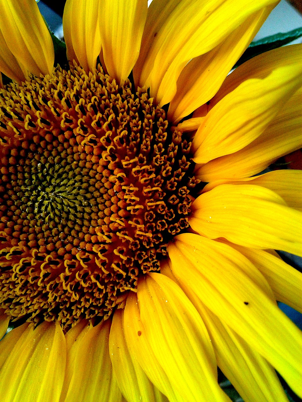 sunflower flower yellow free photo