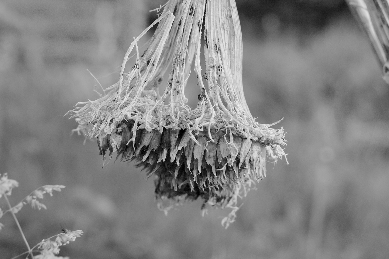 sunflower decay black and white free photo
