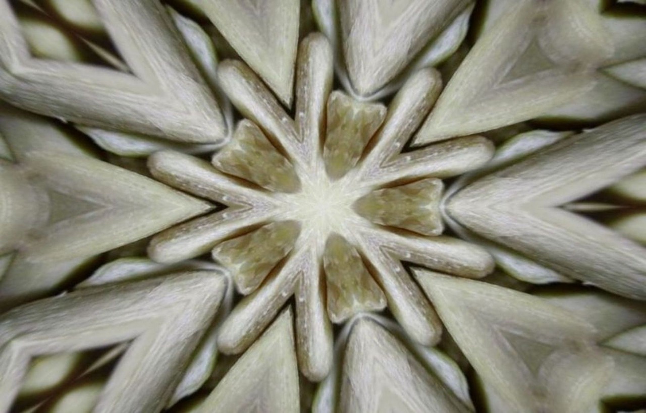 sunflower symmetry kaleidoscope free photo