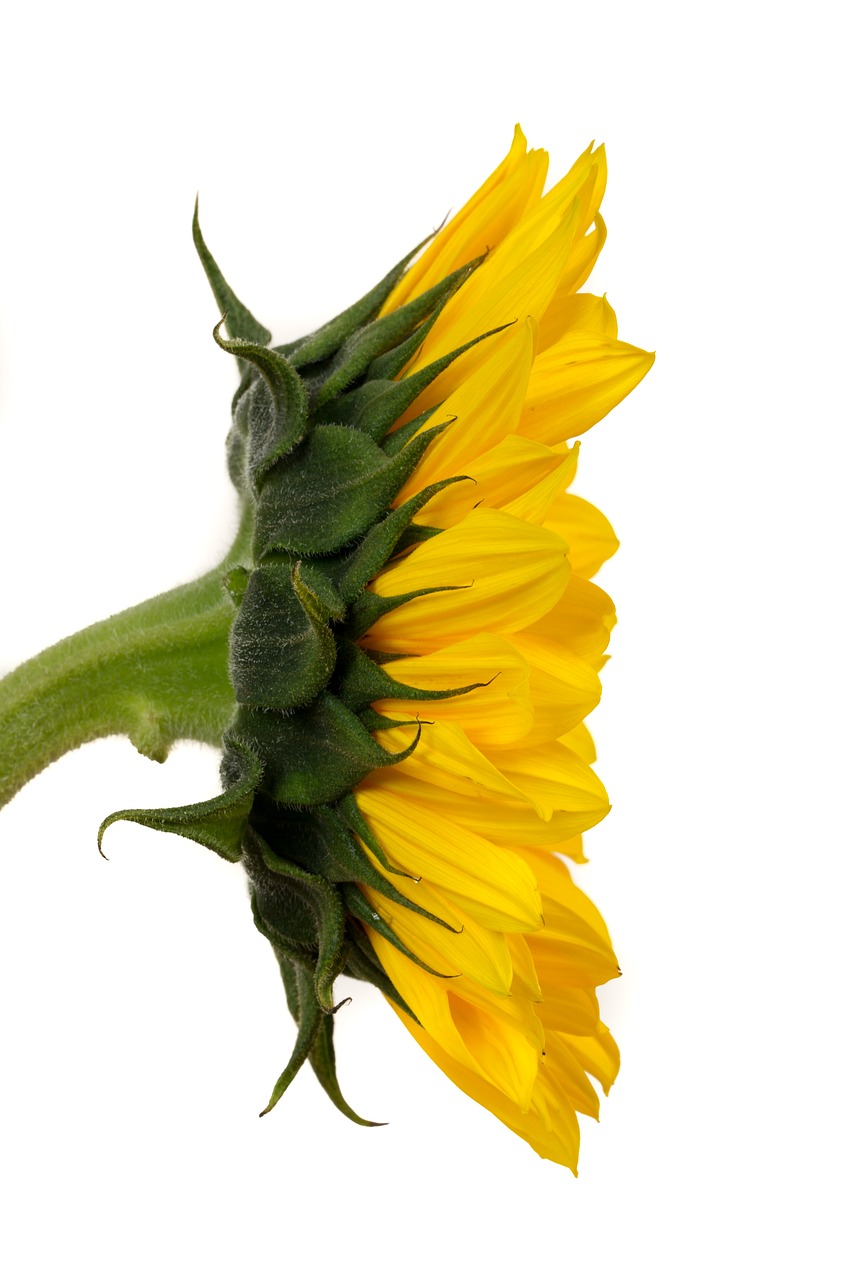 sunflower yellow flower free photo