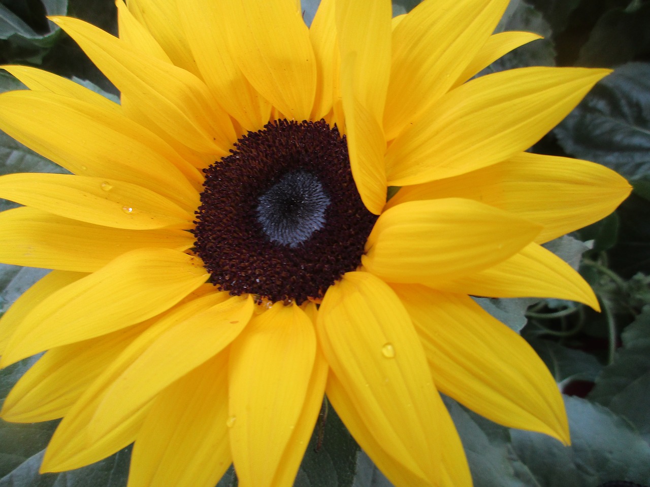 sunflower sunflower seeds big flower free photo