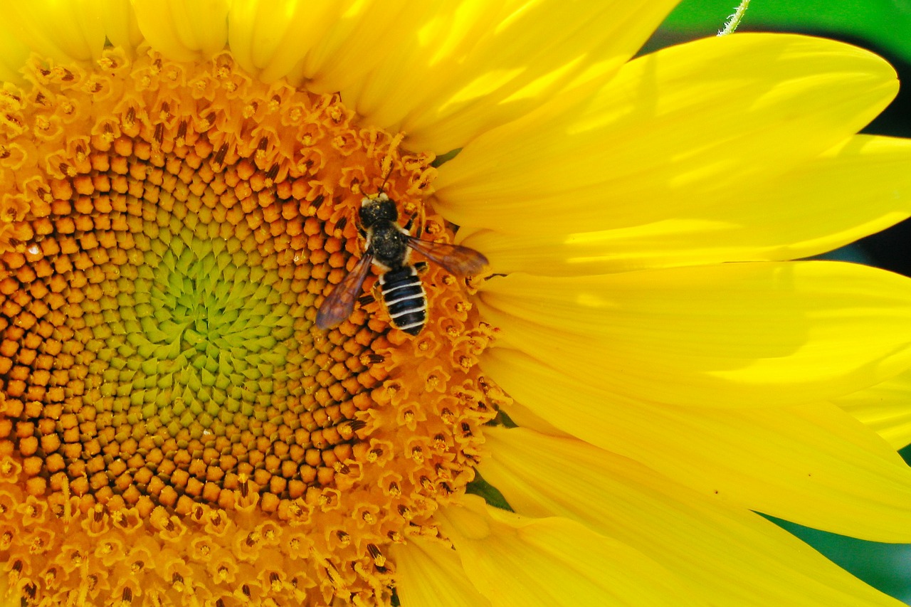 sunflower bee pollinate free photo