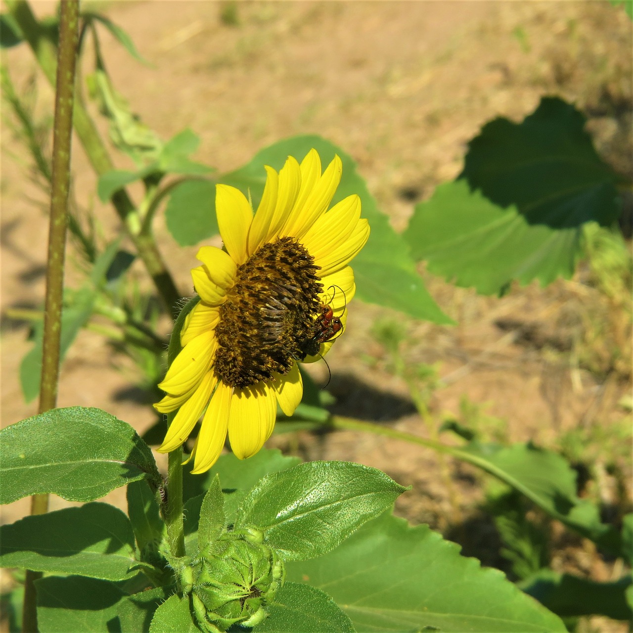 sunflower insect yellow free photo