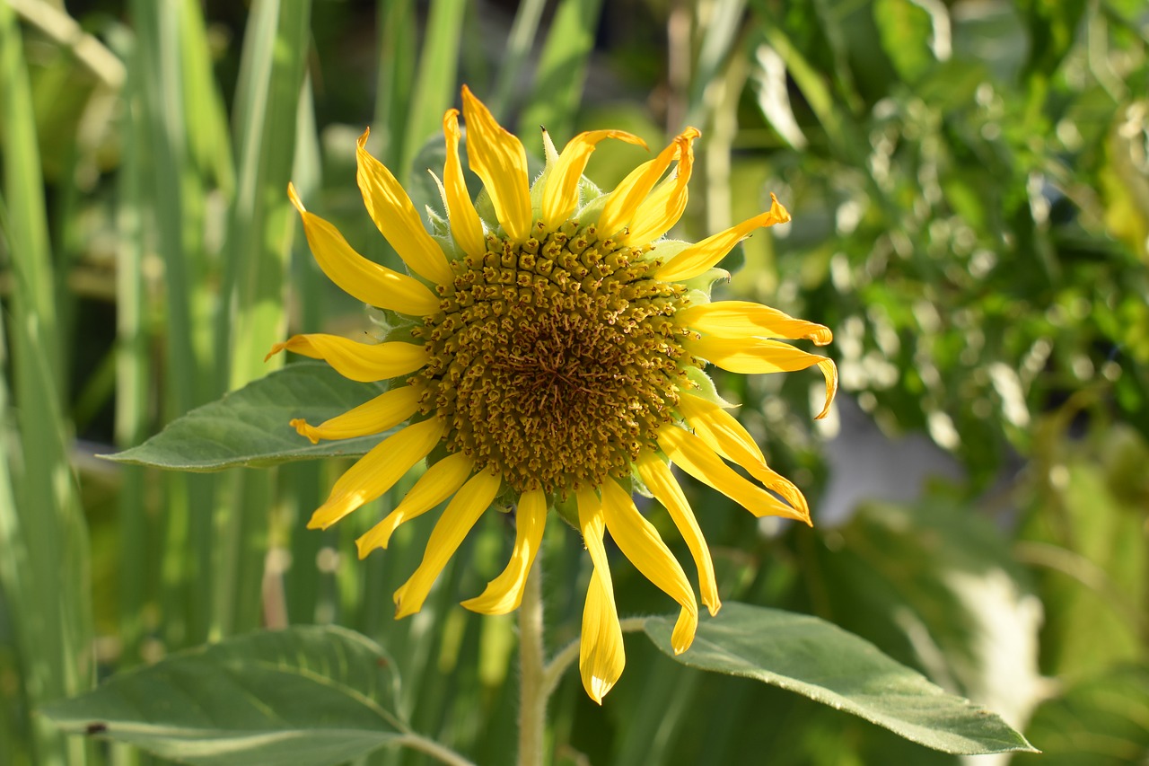 sunflower yellow bright free photo