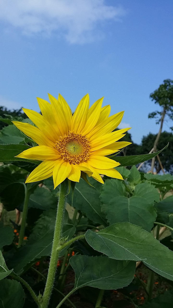 sunflower blue sky yellow free photo