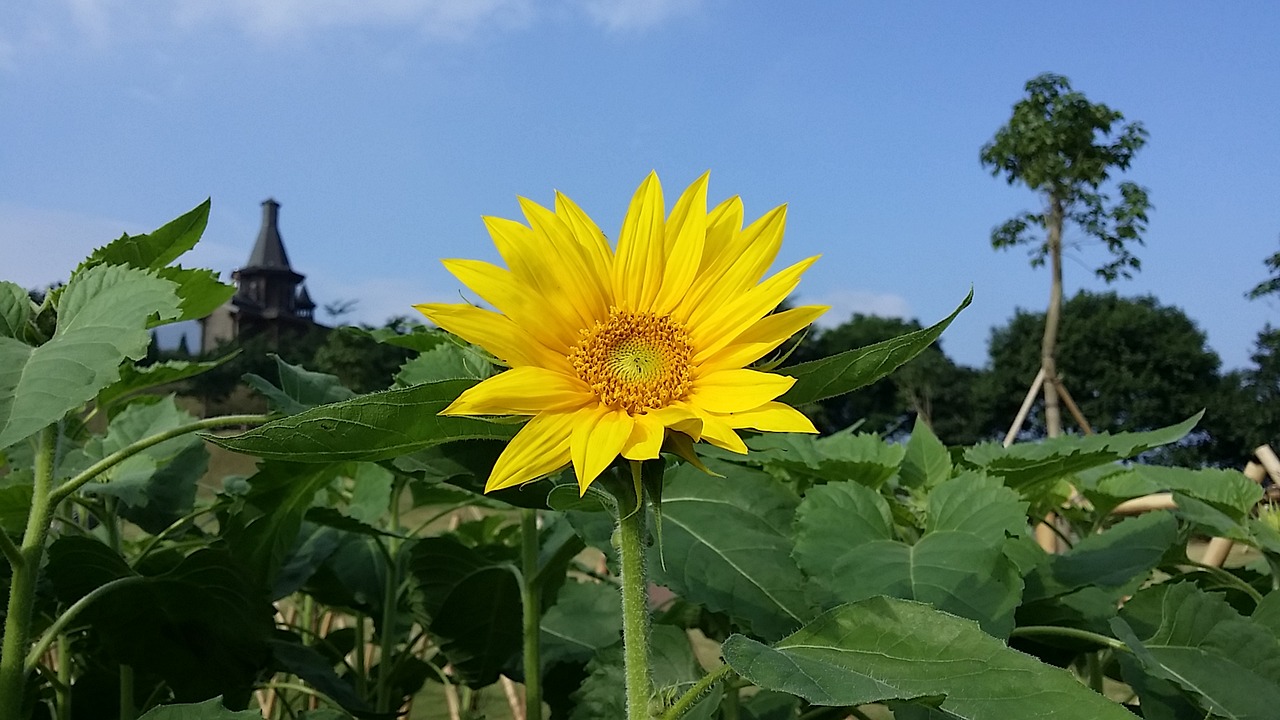 sunflower blue sky china free photo