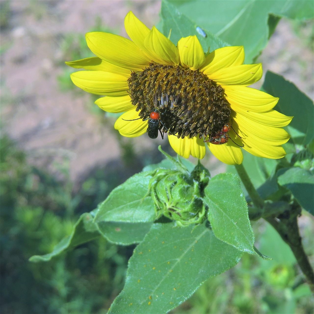 sunflower red head insect green free photo