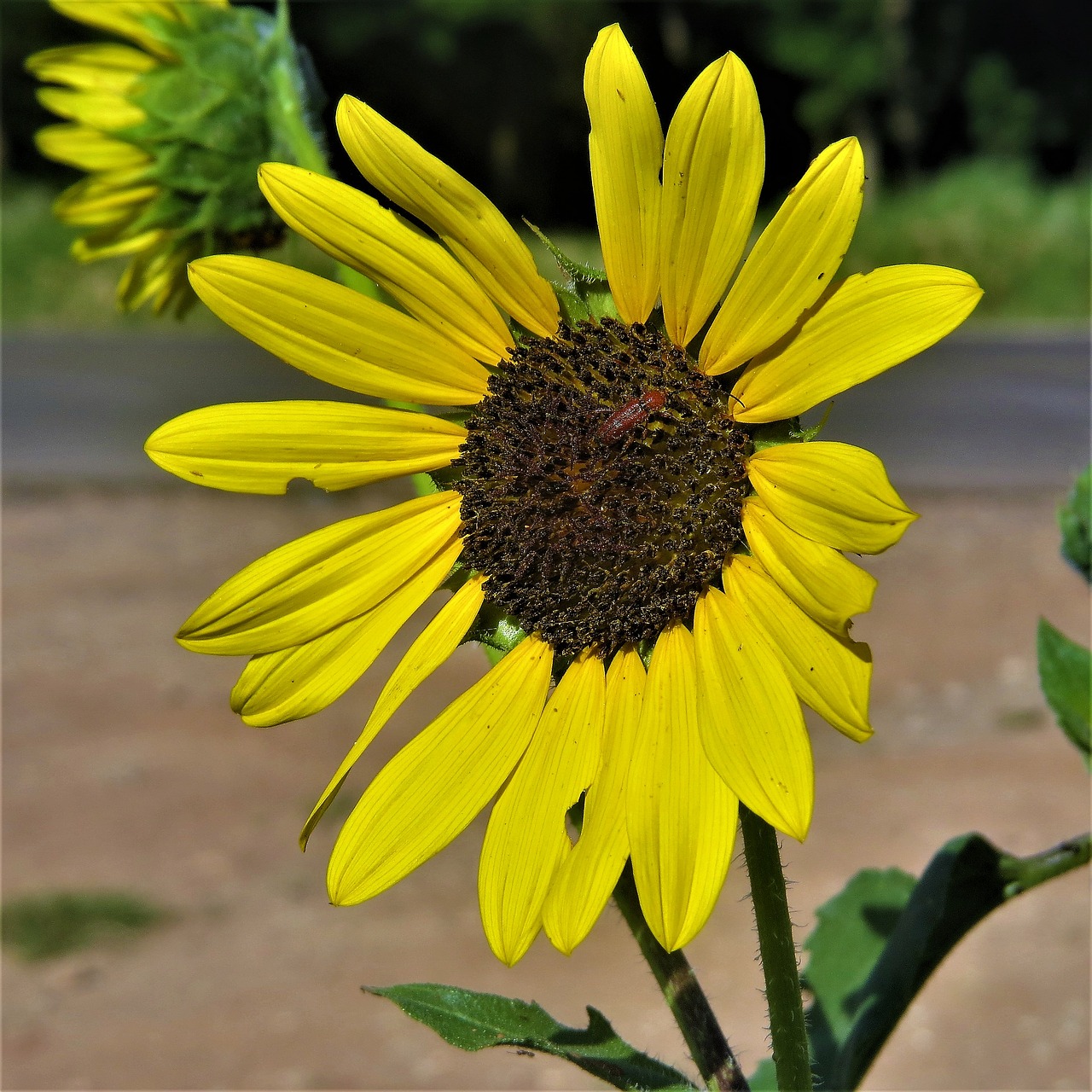 sunflower yellow wild free photo