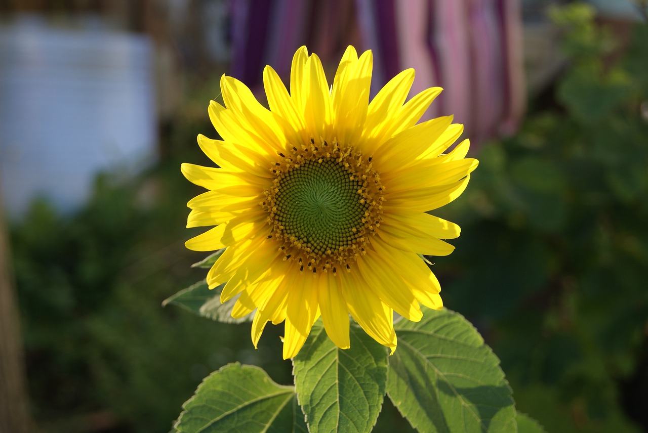 sunflower yellow flower free photo