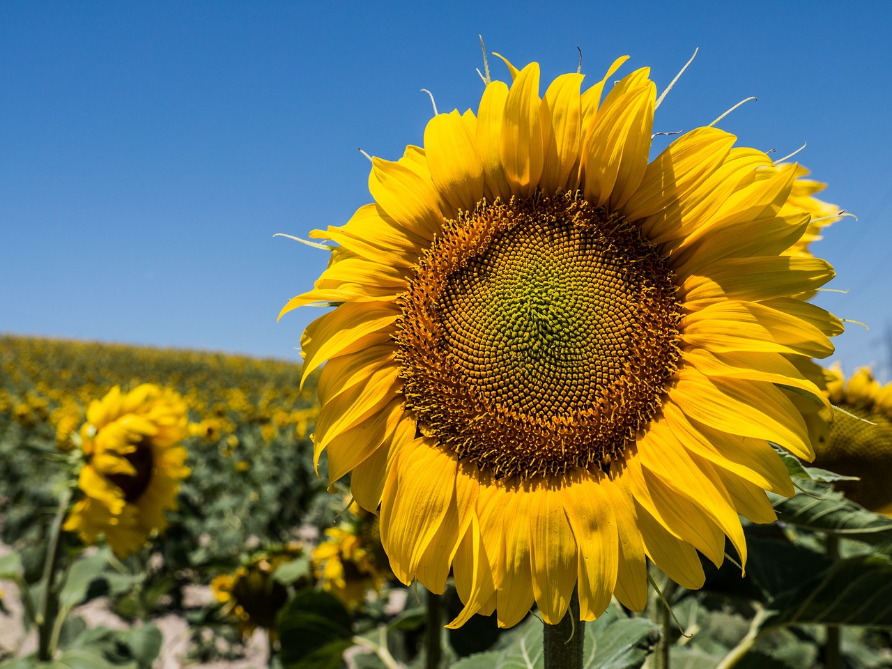 sunflower flower sun free photo