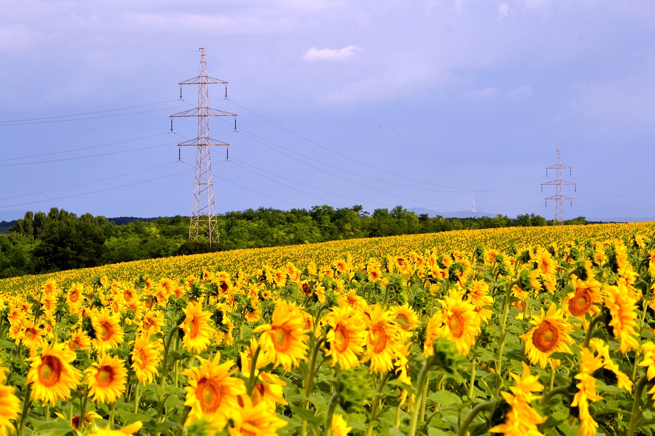 sunflower transmission line cloud free photo