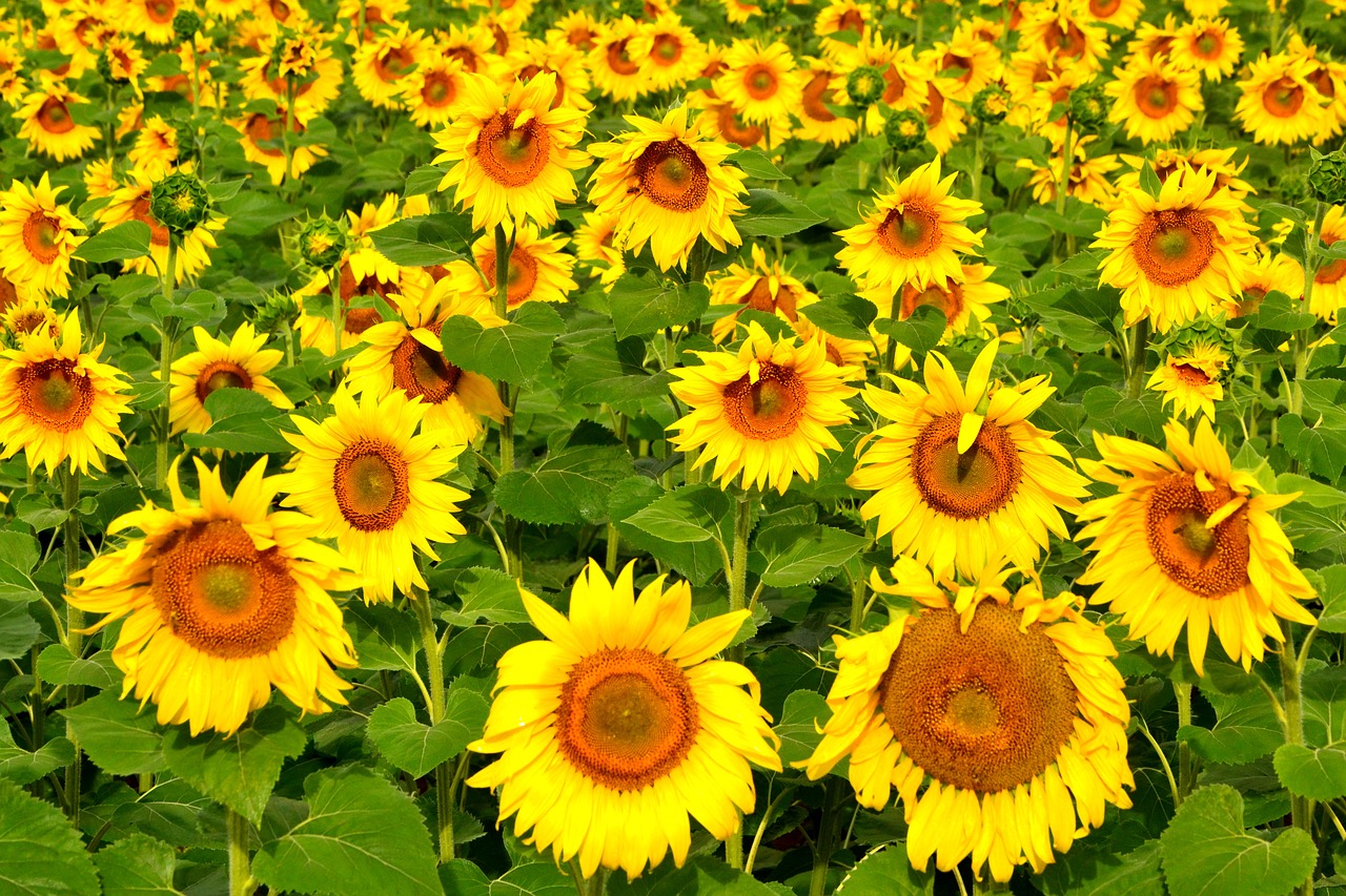 sunflower summer flower free photo