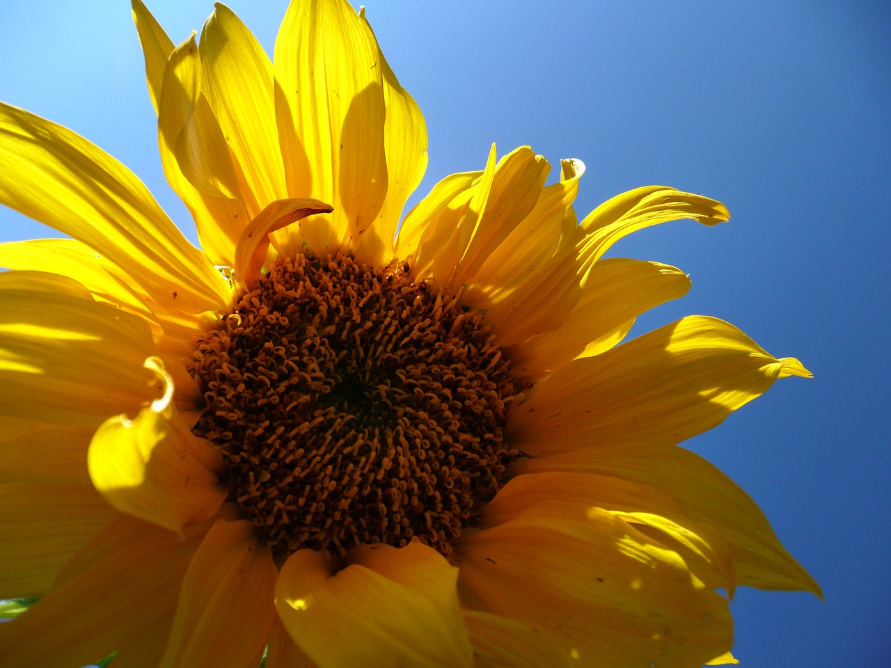 sunflower flower sunshine free photo