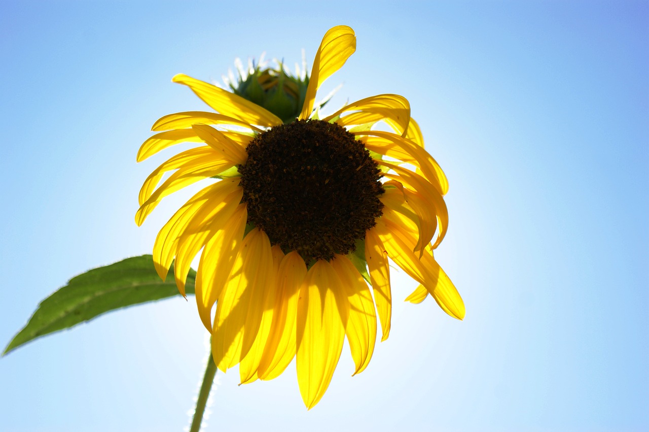 sunflower flower sunshine free photo