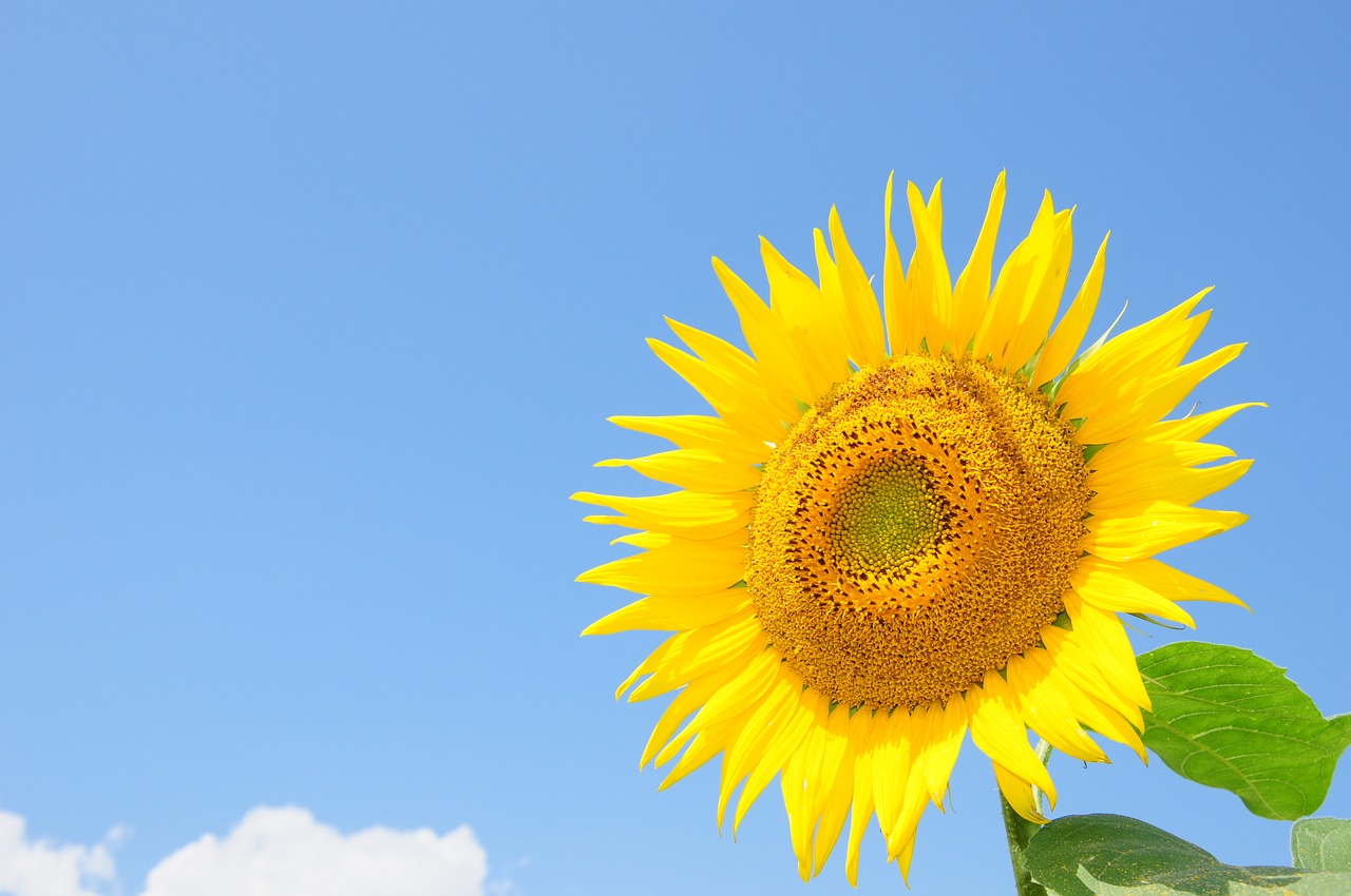 sunflower summer flowers yellow flowers free photo