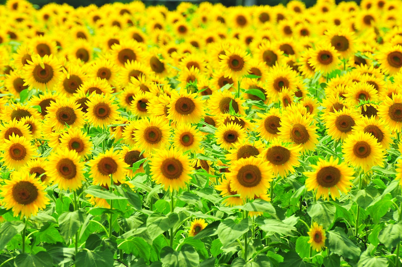 sunflower summer flowers yellow flowers free photo