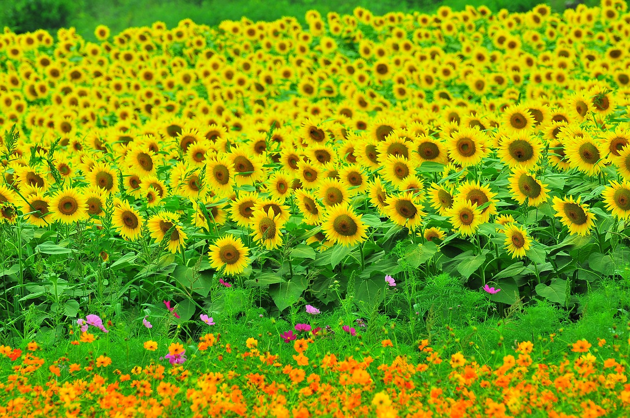 sunflower summer flowers yellow flowers free photo