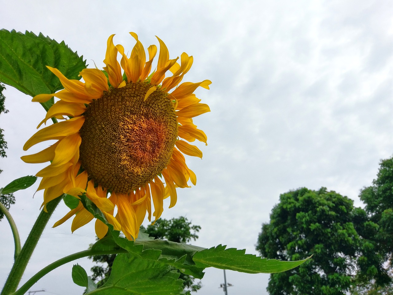 sunflower the pods yellow free photo