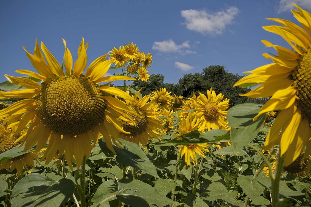 sunflower landscape sunny free photo