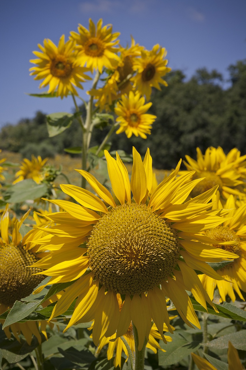 sunflower sunny landscape free photo