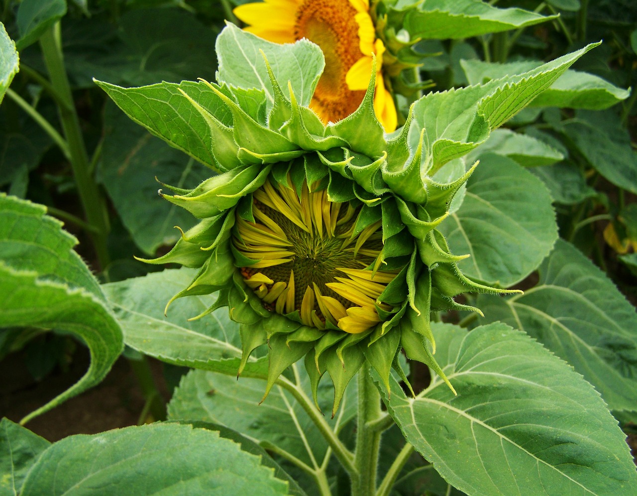 sunflower nipple condition summer free photo