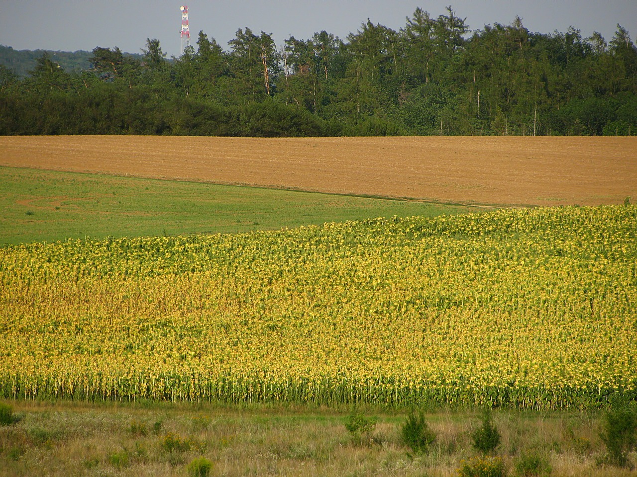 sunflower sunflower field field free photo