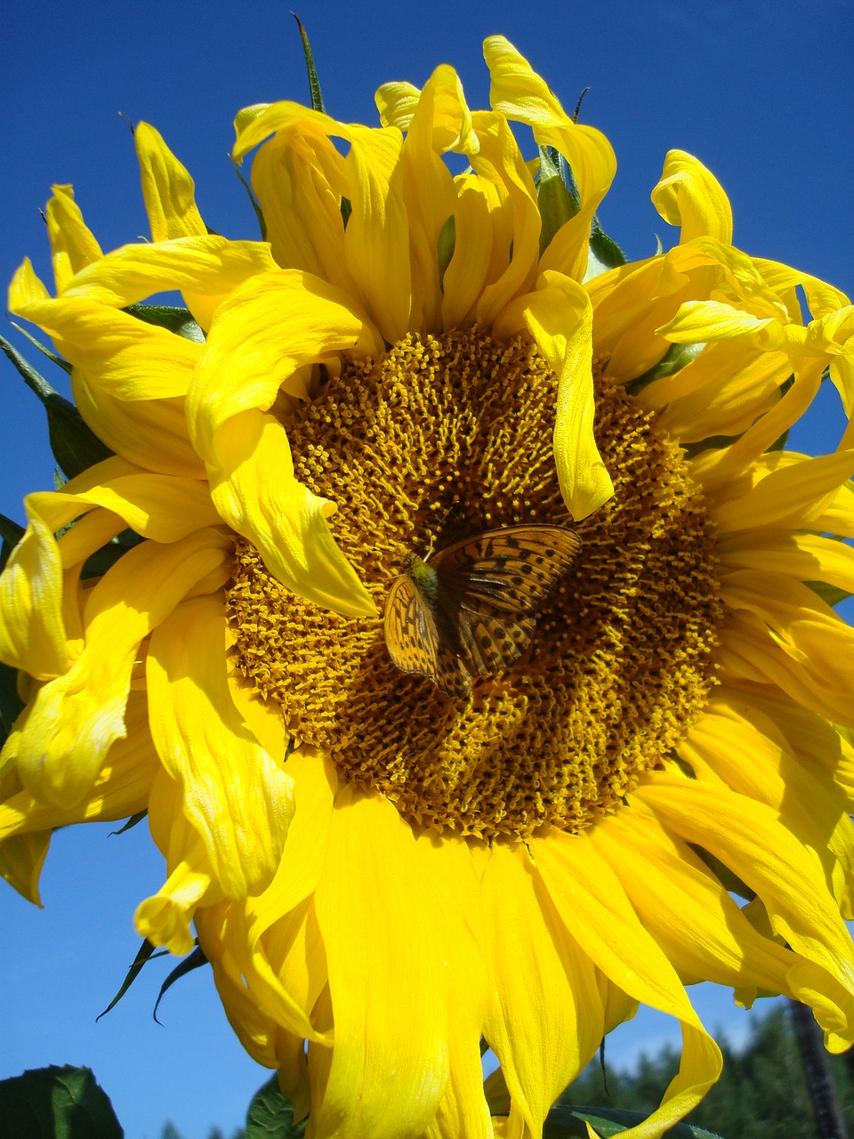 sunflower butterfly yellow free photo