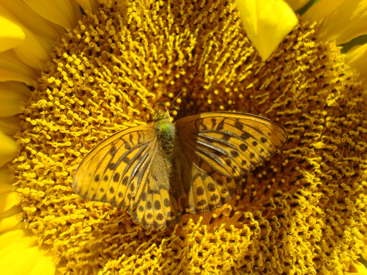 sunflower butterfly yellow free photo