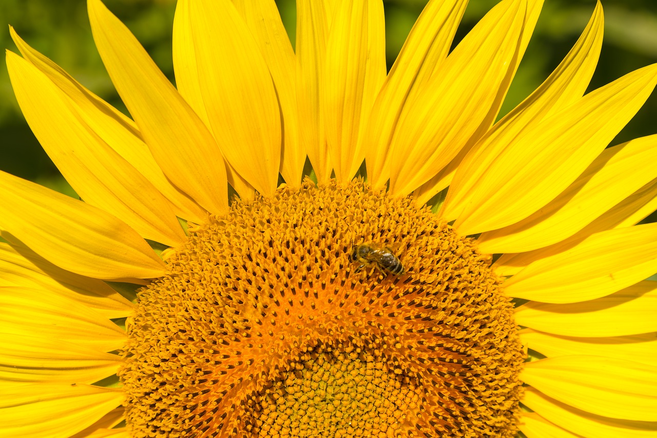 sunflower flower bee free photo