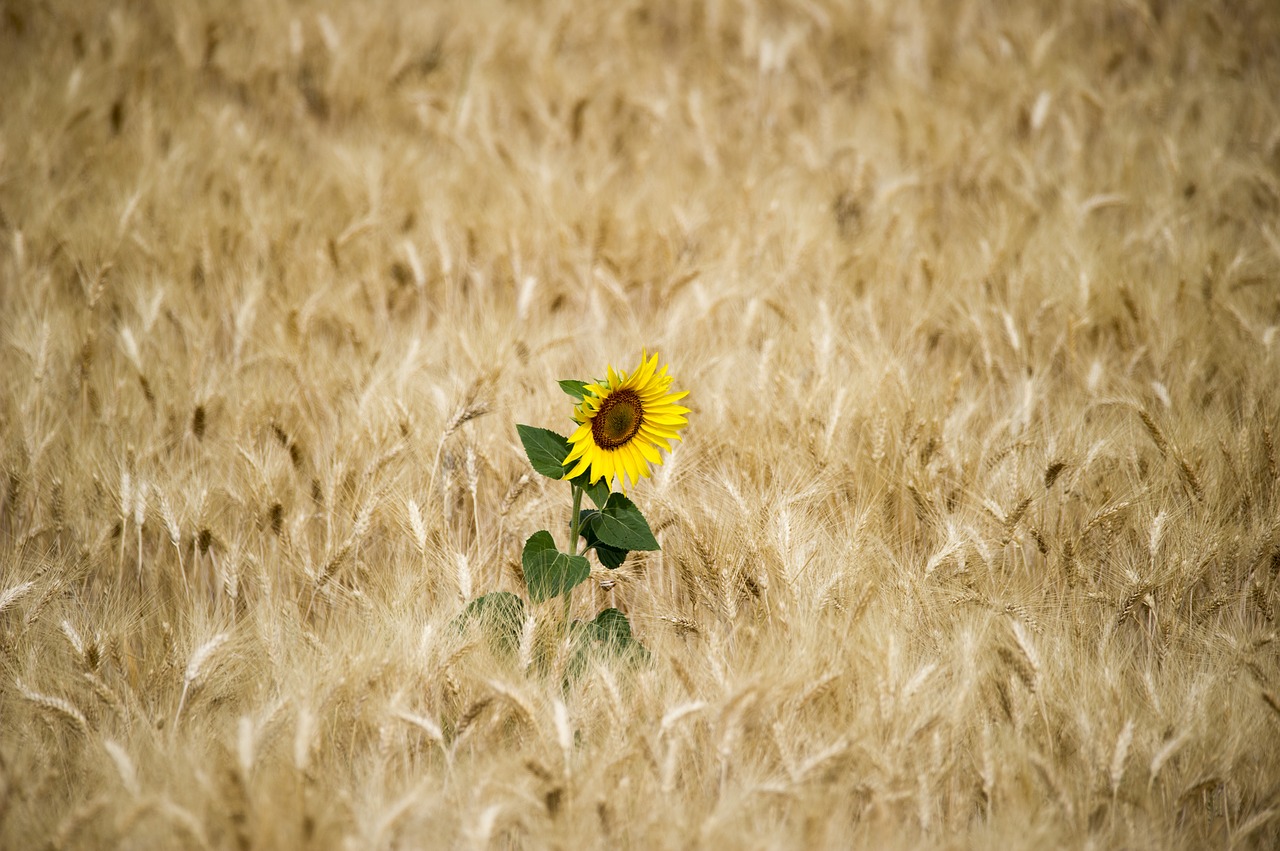 sunflower sun wheat free photo