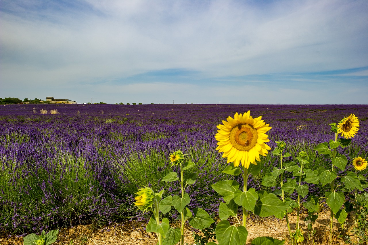 sunflower provence landscape free photo