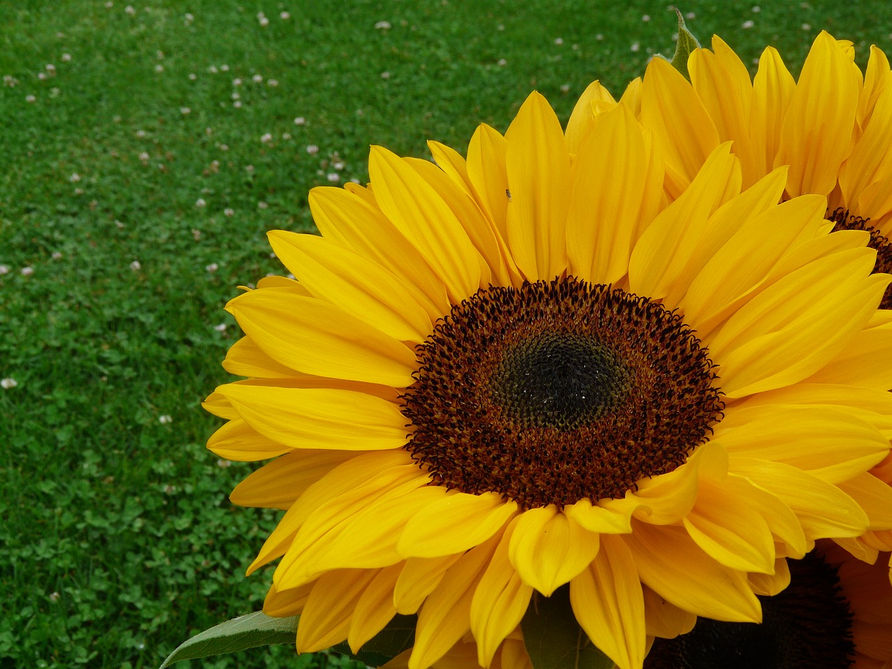 sunflower yellow summer free photo