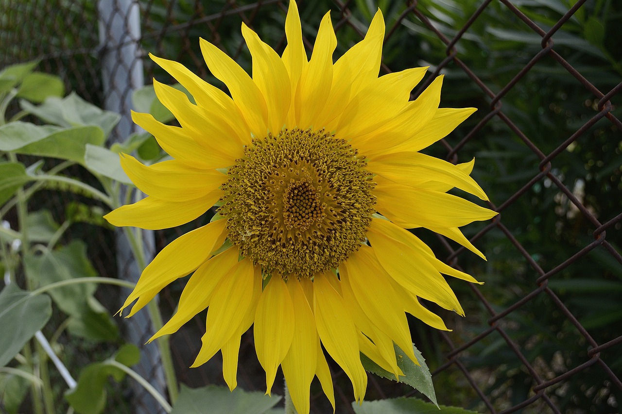 sunflower plant flower free photo