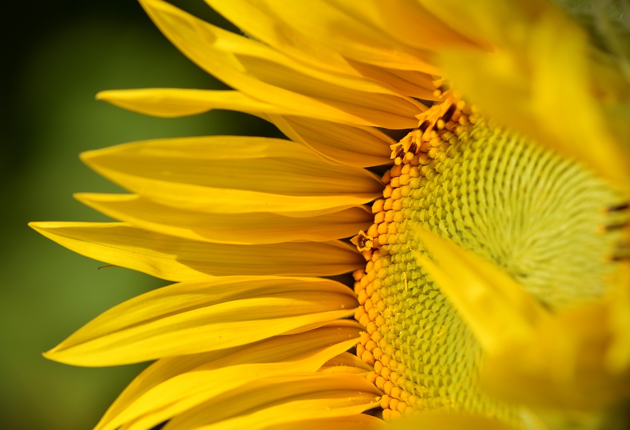 sunflower sun flower summer free photo