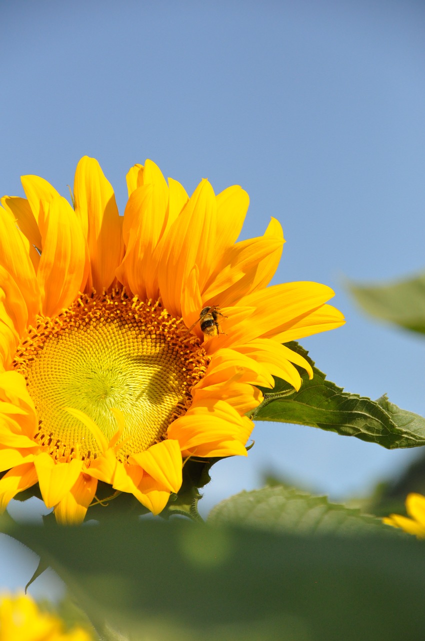 sunflower summer honeybee free photo