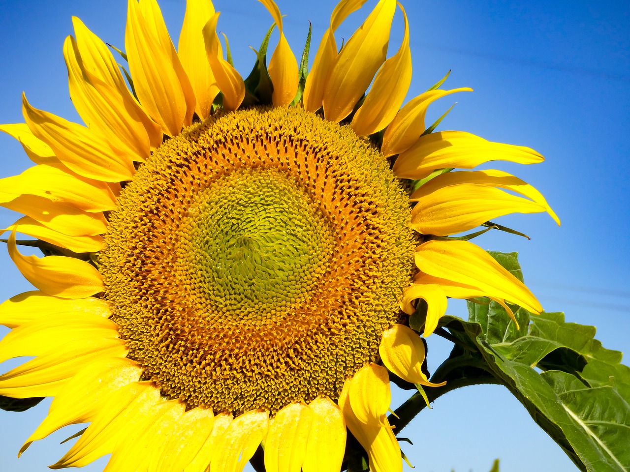 sunflower flower sunflower yellow free photo