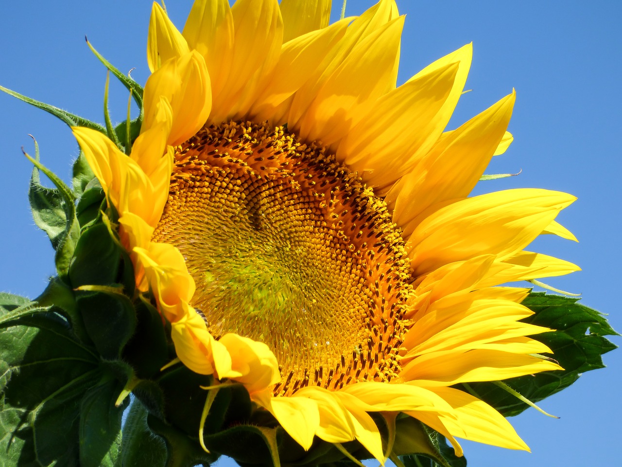 sunflower flower yellow flower free photo