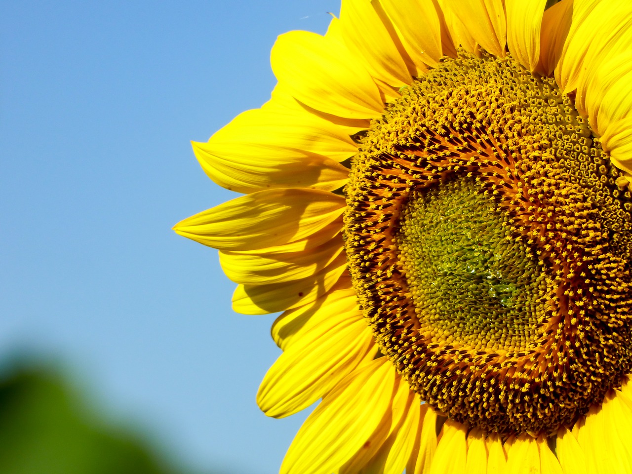 sunflower flower yellow flower free photo