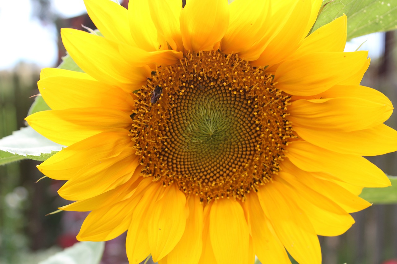 sunflower macro nature free photo