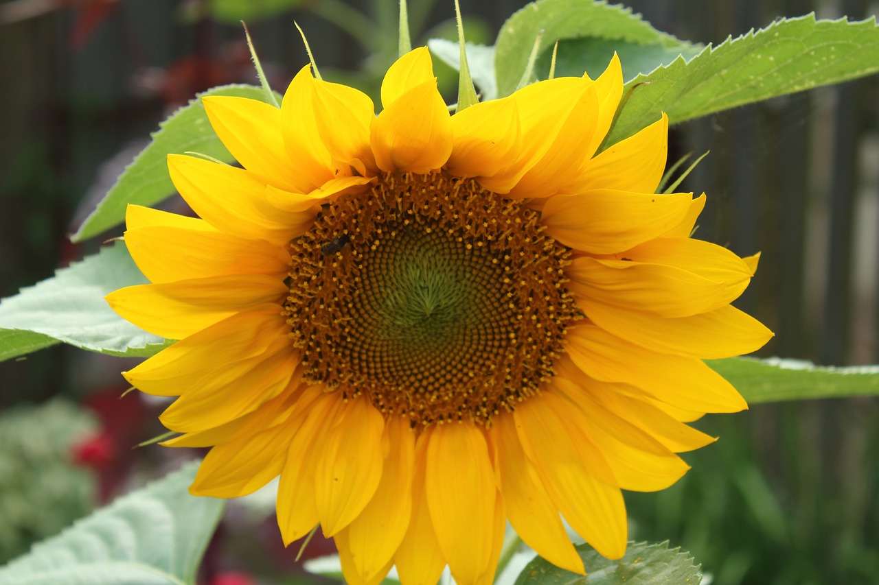 sunflower macro nature free photo