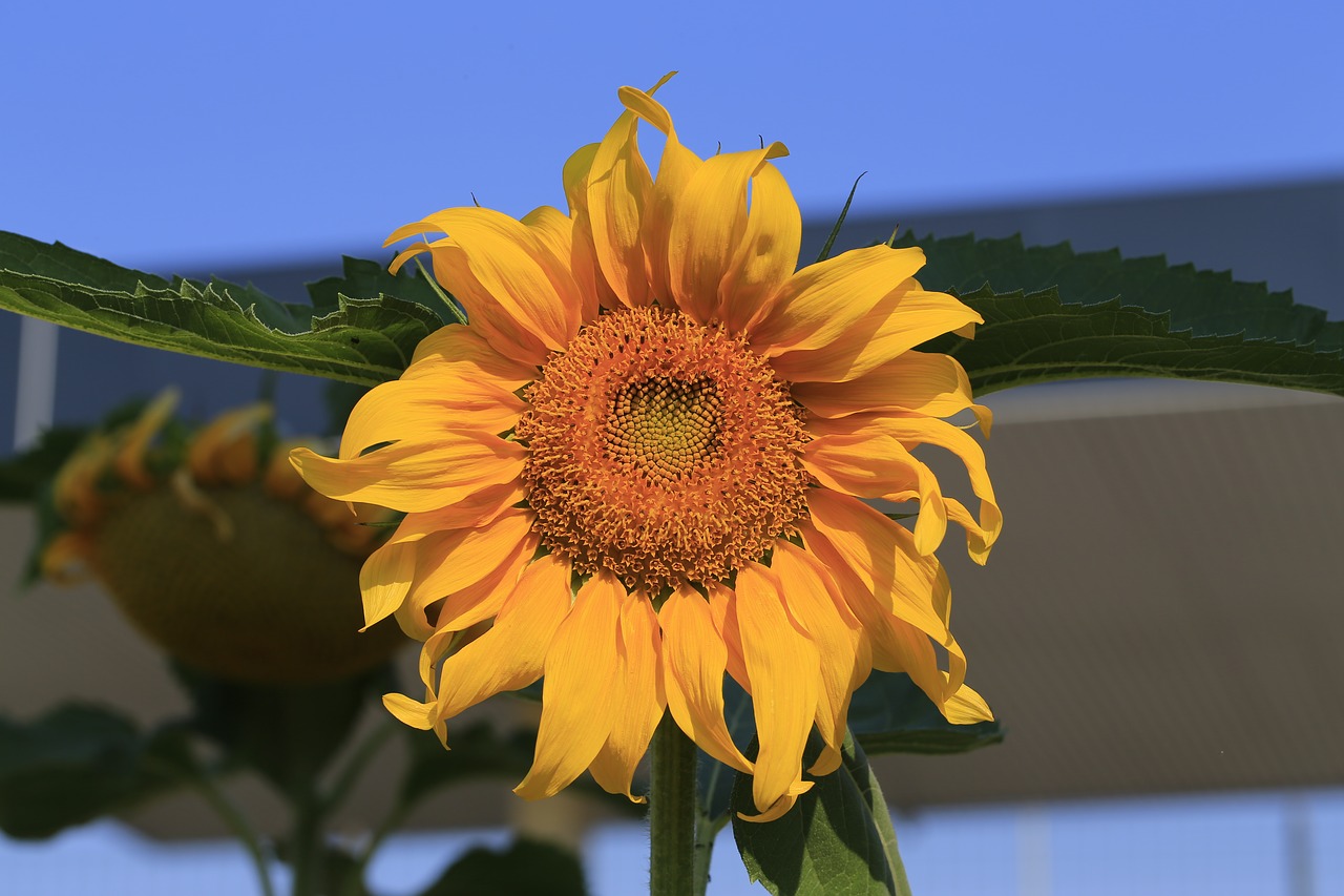 sunflower edit flower free photo