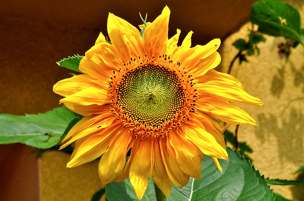 sunflower summer garden free photo