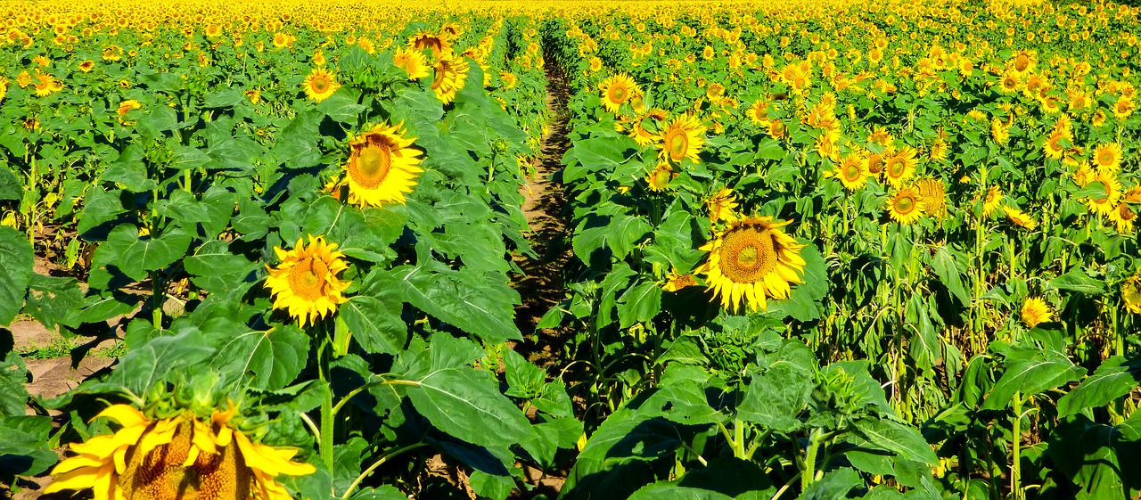 sunflower field flower free photo